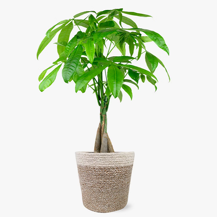 Picture of Money Tree