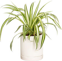 Picture of Spider Plant