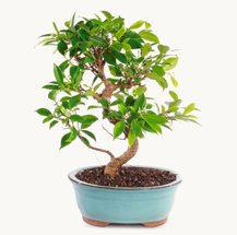 Picture of Bonsai Tree